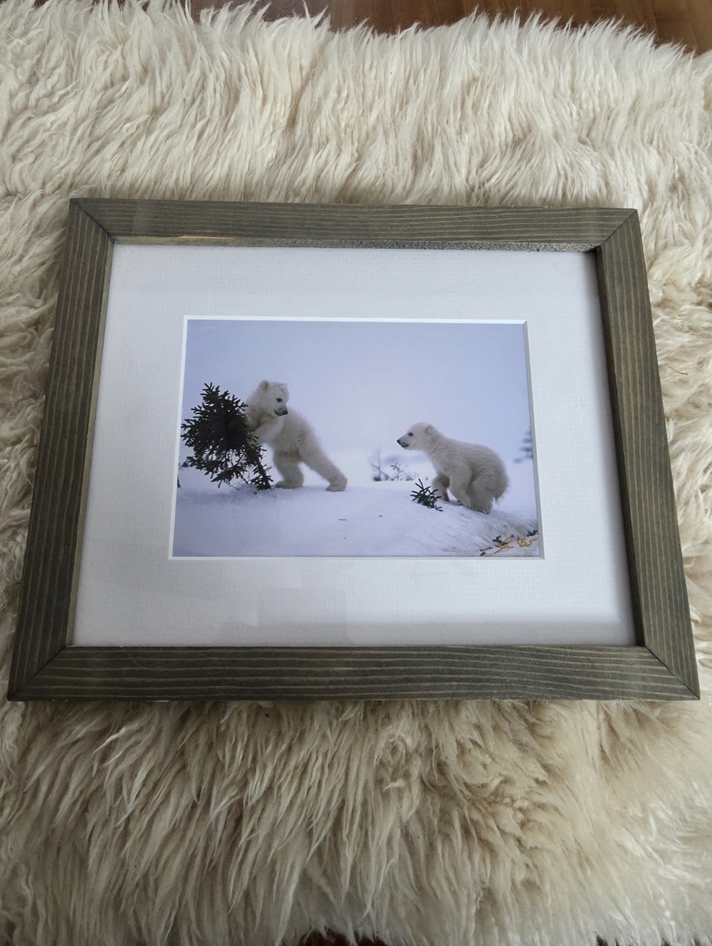 Home Free Churchill MB Framed Photograph Of Baby Polar Bears Playing.